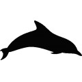 Dolphin026
