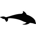 Dolphin031