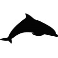 Dolphin047