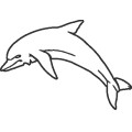 Dolphin050