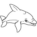 Dolphin053