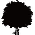 Tree001