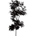 Tree012