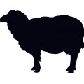 Sheep 綿羊