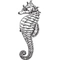 Oca Sea Horse 002