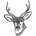 Deer Head 鹿頭