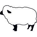 Pt Sheep03
