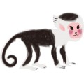 Pt Monkey 018