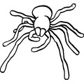 Pt Tattoo Spider 02