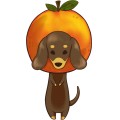 Pt Animals Dog Orange Dachshunddog