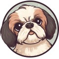Shih Tzu Dog 001