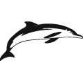 Dolphin016
