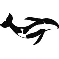 Dolphin017