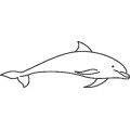Dolphin019