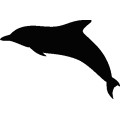 Dolphin022