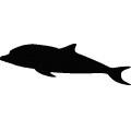 Dolphin041