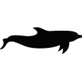 Dolphin046