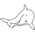 Dolphin048