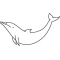 Dolphin051