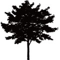 Tree002