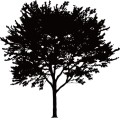 Tree003