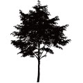Tree004