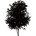 Tree005