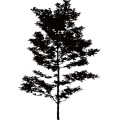Tree007
