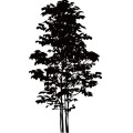 Tree008