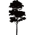 Tree015