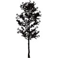 Tree017