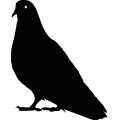 As Pigeons 020