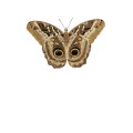 Oca Butterfly 065