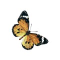 Oca Butterfly 069