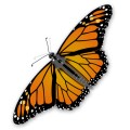 Oca Butterfly 095