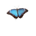 Oca Butterfly 123