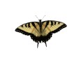 Oca Butterfly 131