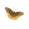 Oca Butterfly 141