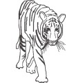 Oca Tiger 003