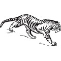 Oca Tiger 008
