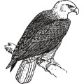 Oca Eagle 006