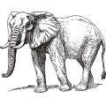 Oca Elephant 002