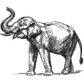 Oca Elephant 018