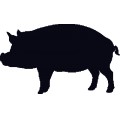 Pig 小豬