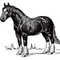 Oca Horse 008