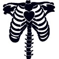Bone 骨骼