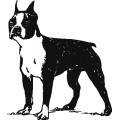 Oca Boston Terrier
