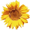 Pt Sun Flower 01