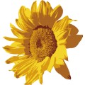 Pt Sun Flower 02