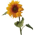 Pt Sun Flower 03